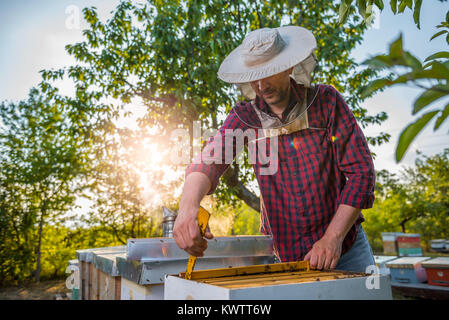 Beekeeper checking his honey bees and beehives Stock Photo