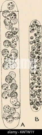 'Algæ. Vol. I. Myxophyceæ, Peridinieæ, Bacillarieæ, Chlorophyceæ, together with a brief summary of the occurrence and distribution of freshwat4er Algæ' (1916) Stock Photo