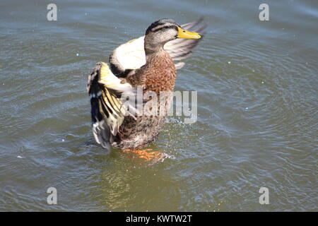 Duck's feathers!!! Vivid Colors!!! Simple!!!! Candid!!! Best Shot!!!! Instant Click!!!! Stock Photo