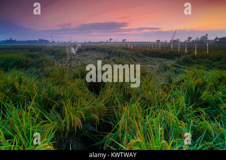 kebun teh kemuning - sunset in the tea farm Stock Photo - Alamy