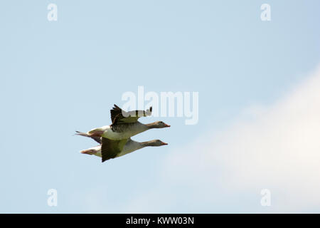 Greylag Goose flying above Rietzer See (Lake Rietz), a nature reserve near the town of Brandenburg in Northeastern Germany Stock Photo