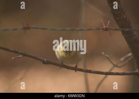 Winter American Goldfinch  at Bird Feeder on a Gloomy Winter Day. Stock Photo