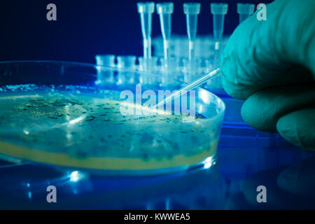 Scientist hand  picks up bacterial colonies for cloning of transgenic vector into plasmid DNA