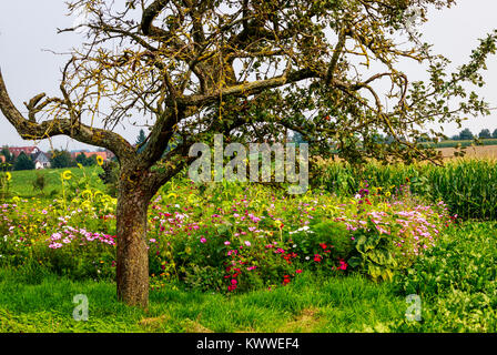 Rural summer landscape with apple tree and colorful flower meadow Stock Photo