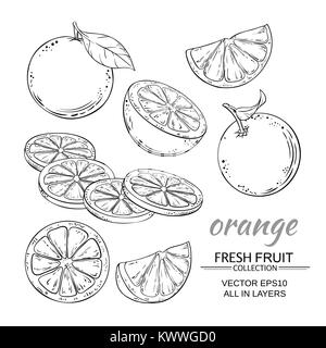 orange fruits vector set on white background Stock Vector