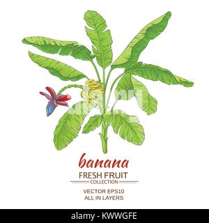 banana  tree vector illustration on white background Stock Vector