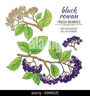 black rowan branches vector set on white background Stock Vector