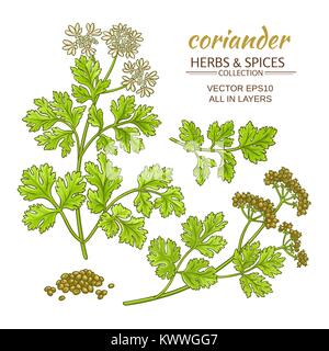 coriander plant vector set on color background Stock Vector