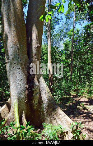 Rain forest at Lokobe Reserve, Nosy be, Madagascar Stock Photo