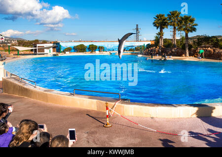 Dolphins at the Attica Zoo park, Athens, Greece Stock Photo