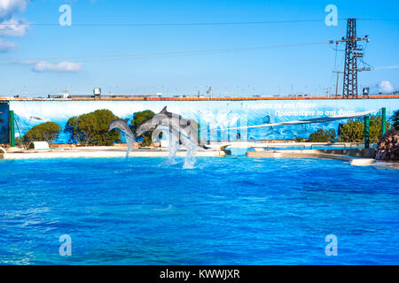 Dolphins at the Attica Zoo park, Athens, Greece Stock Photo