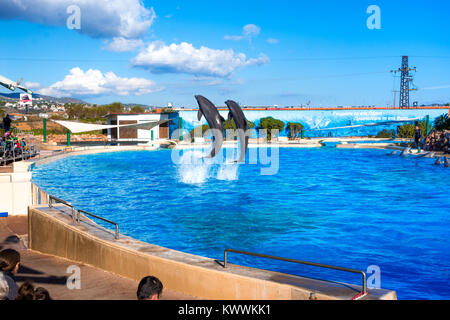 Dolphins at the Attica Zoo park, Athens, Greece Stock Photo