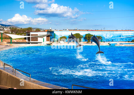 Dolphins at the Attica Zoo park, Athens, Greece Stock Photo