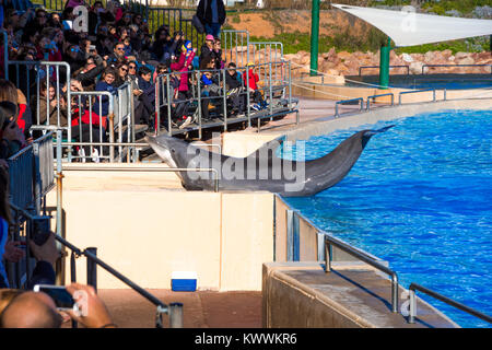 Dolphins at the Attica Zoo park, Athens, Greece Stock Photo