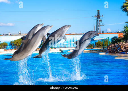 Dolphins at the Attica Zoo park, Athens, Greece Stock Photo