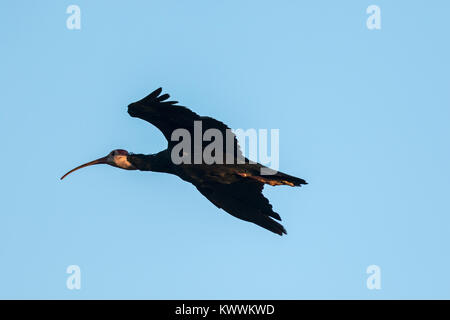 Southern Bald Ibises (Geronticus calvus) adult in flight Stock Photo