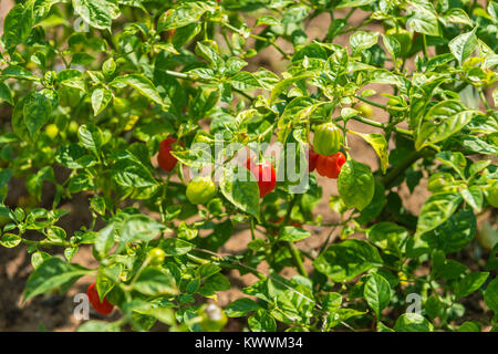 Growing red pepper, irrgated fields, Anloga, Volta Region, Ghana, Africa Stock Photo