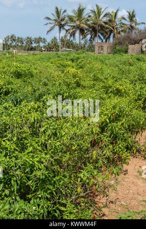 Field of red chilly pepper, Anloga, Volta Region, Ghana, Africa Stock Photo