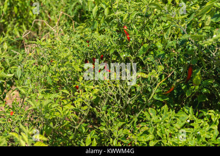 Field of red chilly pepper, Anloga, Volta Region, Ghana, Africa Stock Photo