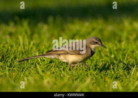 Cape Wagtail (Motacilla capensis) walking on the ground, Motacillidae Stock Photo