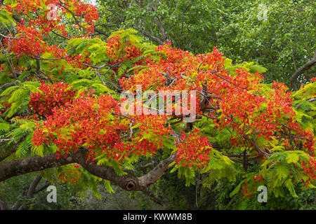 Flowering Royal Poinciana, Flamboyant (Delonix regia) with black pods, one of several trees known as Flame Tree, Stock Photo