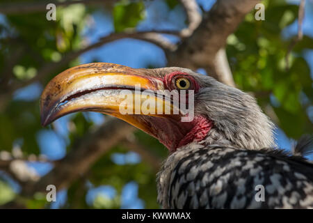 Close-up of Southern Yellow-billed Hornbill (Tockus leucomelas) Stock Photo