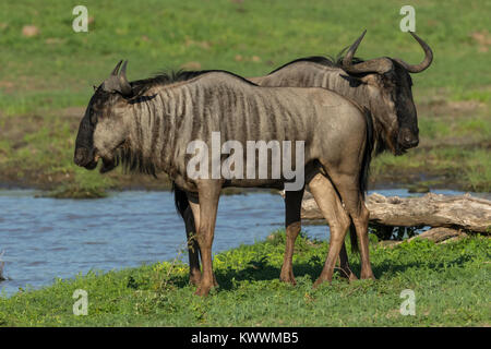 Two Blue Wildebeest (Connochaetes taurinus ssp. taurinus), Stock Photo