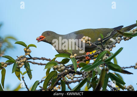 African Green Pigeon (Treron calvus), eating figs, Columbidae Stock Photo