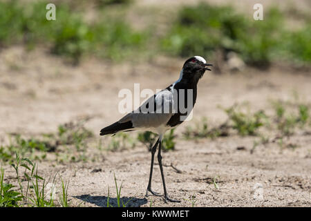 Blacksmith Lapwing (Vanellus armatus) calling Stock Photo
