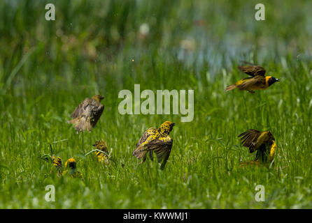 Village Weaver (Ploceus cucullatus spilonotus) and Lesser Masked Weaver (Ploceus intermedius), bathing Stock Photo