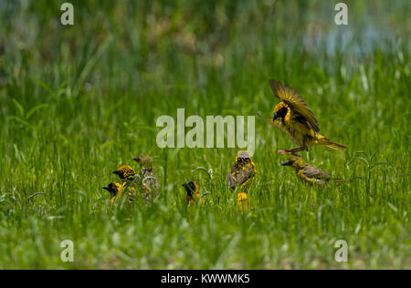 Village Weaver (Ploceus cucullatus spilonotus) and Lesser Masked Weaver (Ploceus intermedius), bathing Stock Photo