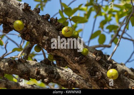 Knobbly fig (Ficus sansibarica), Fig tree Stock Photo