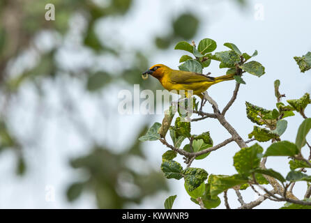 Spectacled Weaver (Ploceus ocularis) with larvae in bill Stock Photo