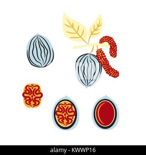 Blue and red stylized walnut vector illustration. Stock Vector