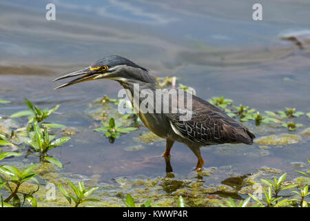 Striated Heron, Green-backed Heron (Butorides striata ssp. atricapilla) with open bill, Stock Photo