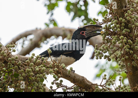 Trumpeter Hornbill (Bycanistes bucinator) eating figs in fig tree Stock Photo