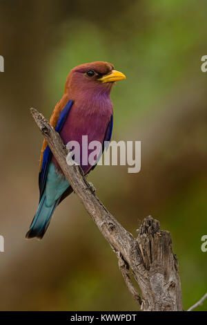 Broad-billed Roller (Eurystomus glaucurus) perched on a branch Stock Photo