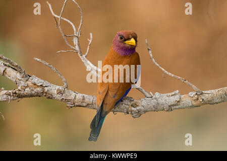 Broad-billed Roller (Eurystomus glaucurus) perched on a branch Stock Photo