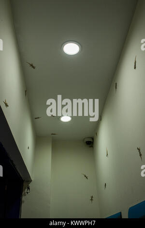 Common House Geckos grouped together in the ATM cubicle, in Phnom Penh Cambodia. Gecko invasion, hanging on the walls and ceiling. Light colored gecko Stock Photo