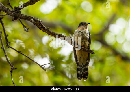Red-chested Cuckoo (Cuculus solitarius), Stock Photo