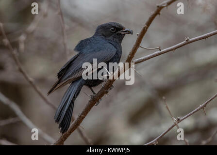 Southern Black Flycatcher (Melaenornis pammelaina), Stock Photo