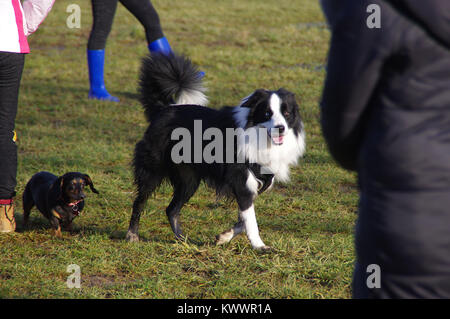 Two dogs walk on grass. Happy friends - Border Collie and dachshund on meadow. Stock Photo