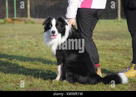 The dog is sitting next to the owner. Happy and composed Border Collie on the grass. Multicolored eyes and open mouth. Stock Photo