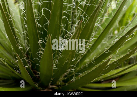 Hairy fronds of a back lit Agave Filifera Thread Leaf plant Stock Photo