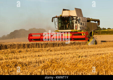 A combine harvester cutting corn Stock Photo