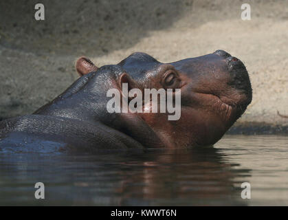 Baby hippo Fiona with mother at Cincinnati Zoo Stock Photo