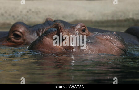 Baby hippo Fiona with mother at Cincinnati Zoo Stock Photo