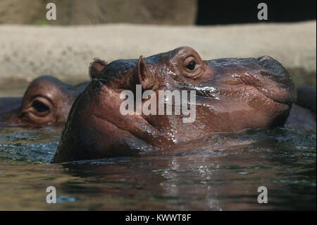 Baby hippo Fiona with mother at Cincinnati Zoo Stock Photo