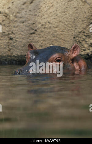 Baby hippo Fiona with mother at Cincinnati Zoo Stock Photo