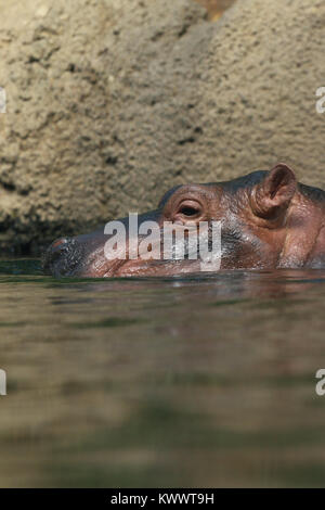 Baby hippo Fiona with mother at Cincinnati Zoo Stock Photo